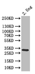 clr6 Antibody