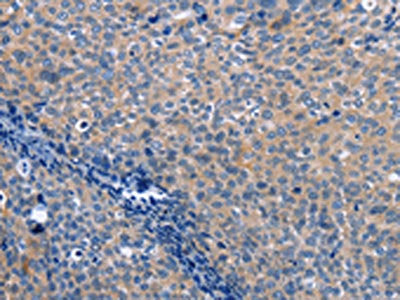 LXN Antibody