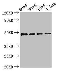 cobB Antibody