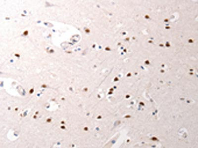 JUND Antibody