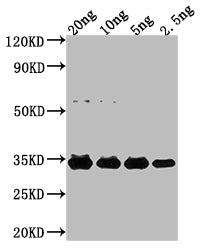 NFUA Antibody