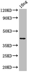 nfuA Antibody
