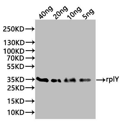 rplY Antibody