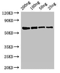 mutL Antibody