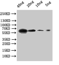 FSDG_01771 Antibody