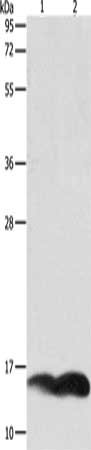 PFN1 Antibody