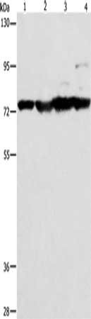MMP15 Antibody