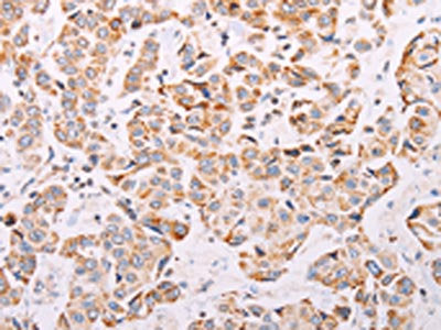 ADAMTS16 Antibody