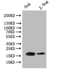 OBP7 Antibody
