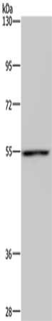 CYP1A1 Antibody