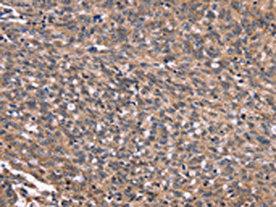 GPR65 Antibody