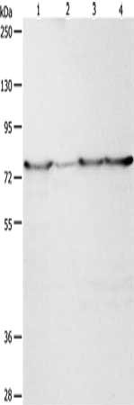 PEG10 Antibody