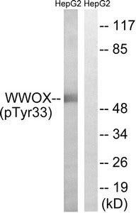 Phospho-WWOX (Tyr33) Antibody