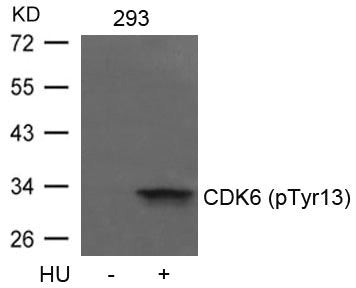 Phospho-CDK6 (Tyr13) Antibody