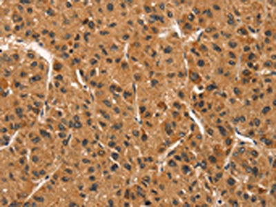 CCNT1 Antibody