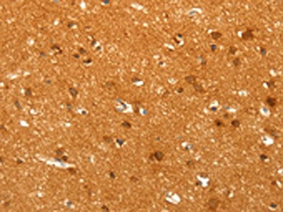 POU5F1 Antibody