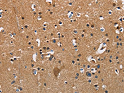APOA1 Antibody