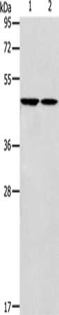GLRA1 Antibody