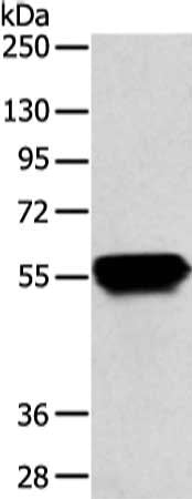 KRT4 Antibody