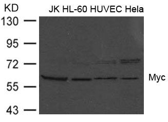 MYC (Ab-373) Antibody