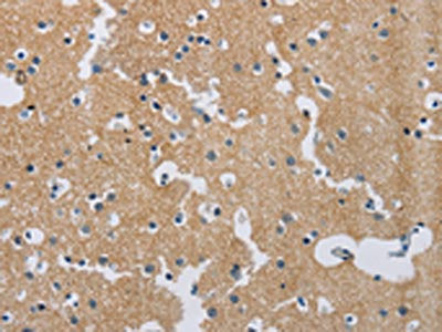 SYN2 Antibody