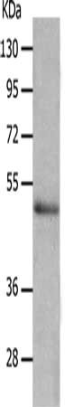 NCK2 Antibody