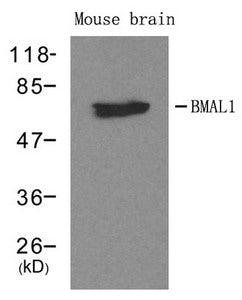 ARNTL Antibody