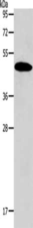 SIRT7 Antibody