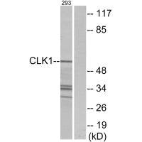 CLK1 Antibody