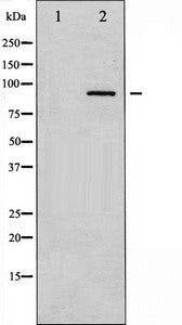 PRKCA Antibody
