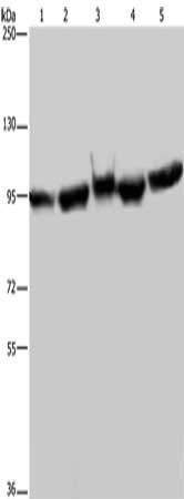 HSP90AA1 Antibody