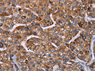 HSPE1 Antibody