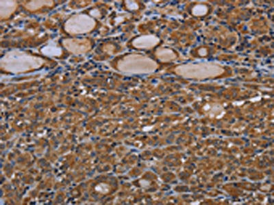 GJB4 Antibody