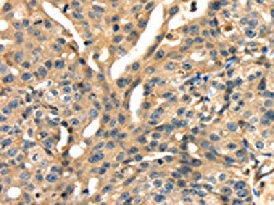 ANXA13 Antibody