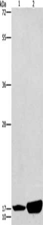 ARTN Antibody