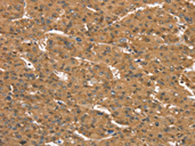 CD97 Antibody