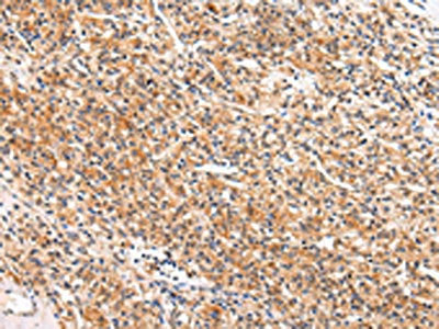 APLN Antibody