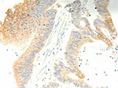 PTGES3 Antibody