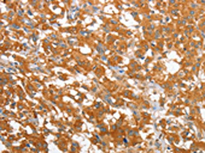 WNT3A Antibody