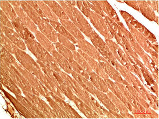 ATG13 Antibody