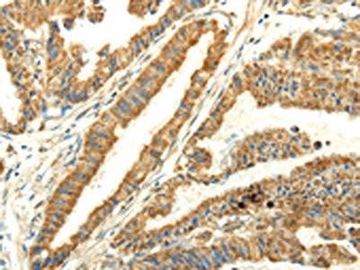 UBL4B Antibody
