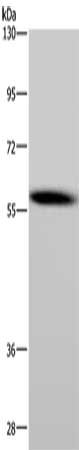 CYP1A1 Antibody