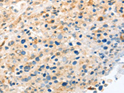 LYVE1 Antibody