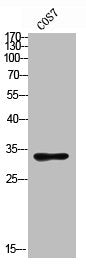 ACER2 Antibody
