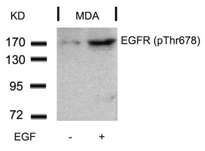 Phospho-EGFR (Thr678) Antibody