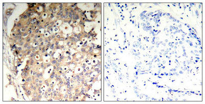 Phospho-PTPN6 (Tyr536) Antibody