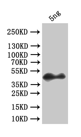 forkhead box protein O Antibody