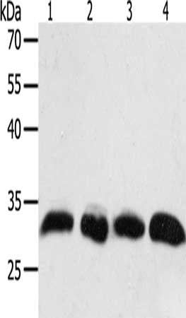 PTGES2 Antibody