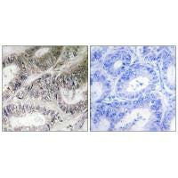 COX19 Antibody