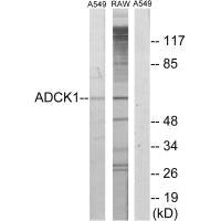 ADCK1 Antibody
